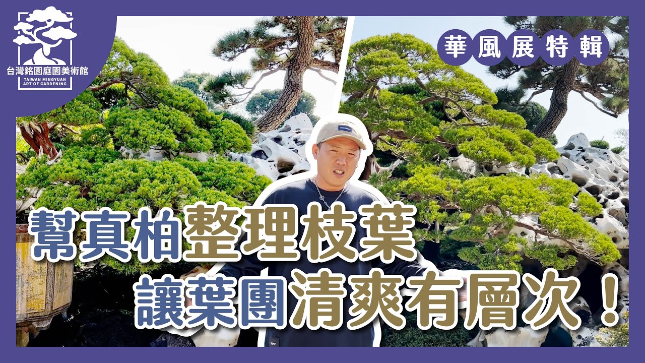 參展準備第二彈！幫真柏整理枝葉，打造疏密有致的多層次葉團《華風展特輯：中》The 26th HWA-FONG National Bonsai Exhibition in 2021｜台灣銘園庭園美術館