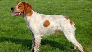 Fostering Mental Stimulation for Brittany Dogs