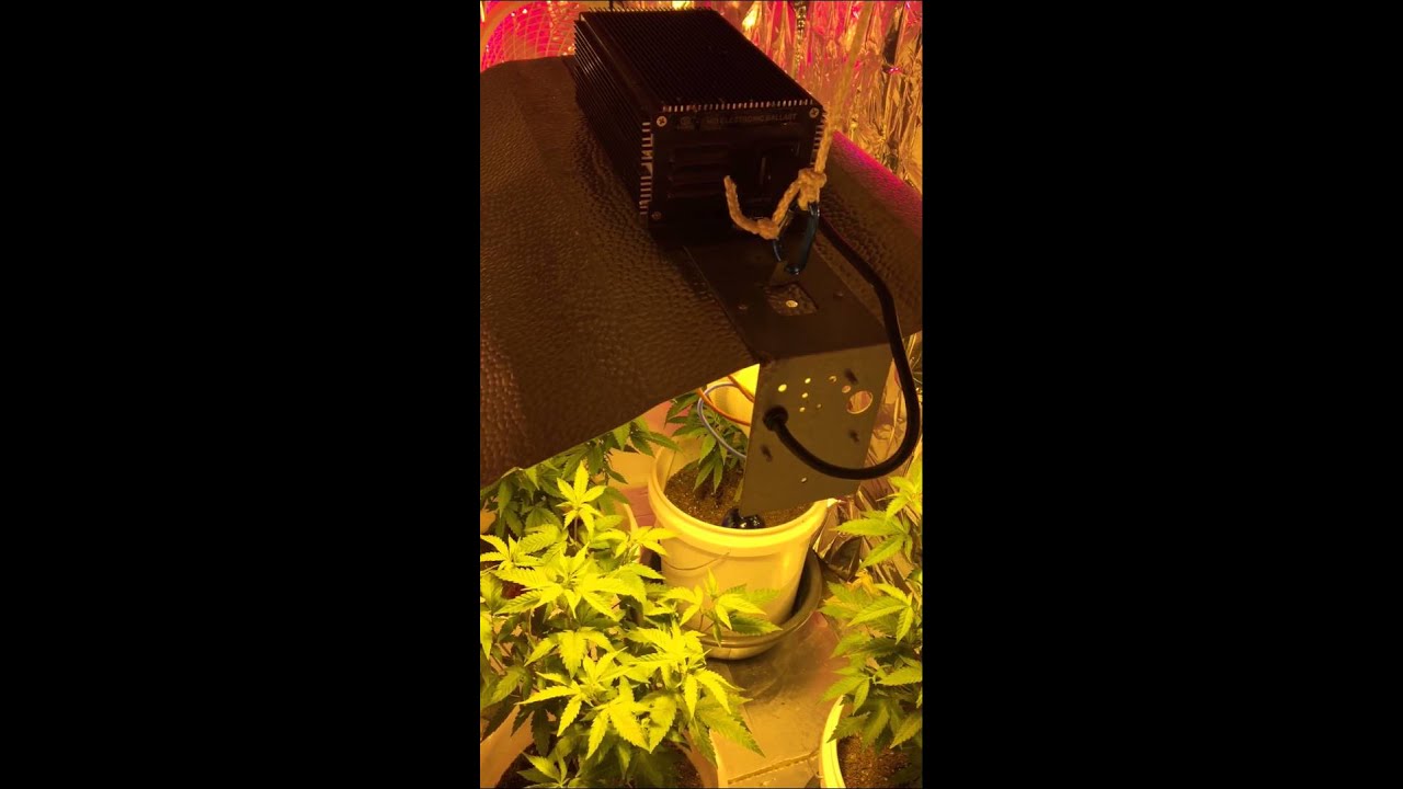 First day of flower 400 W HPS