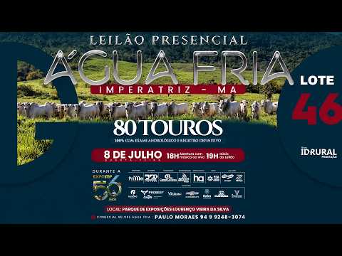 LOTE 46
