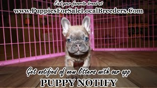 French Bulldog, Yorkiepoo, Cavapoo, Maltipoo, Puppies for sale, Atlanta, Georgia Local Breeders