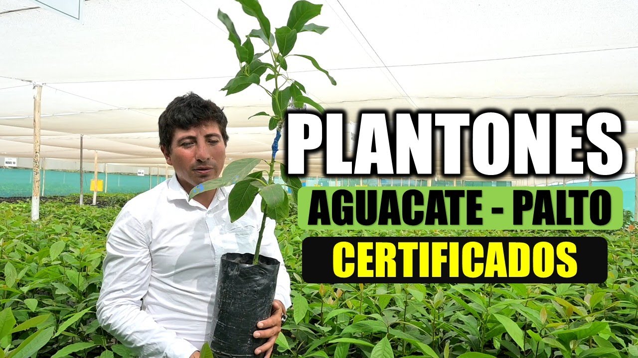 PLANTONES DE AGUACATE CERTIFICADO 🌱  Propagación en vivero PALTO CLONAL PRODUCCION