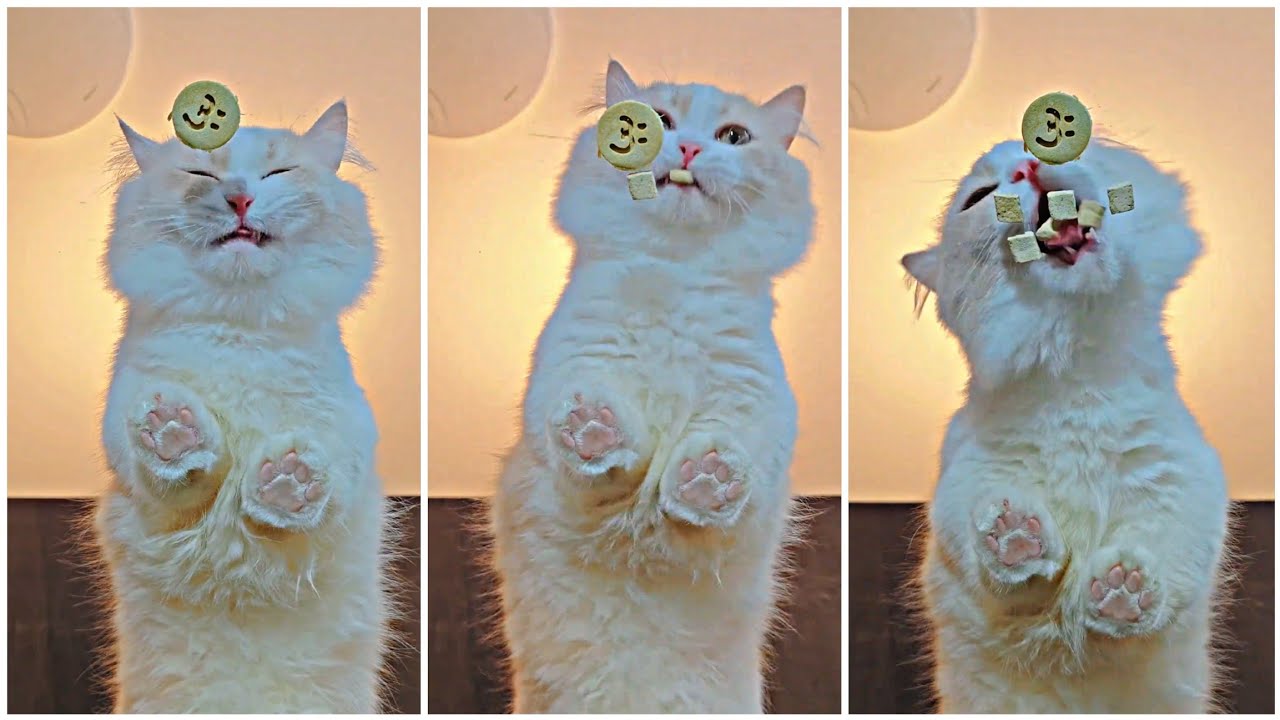 Adorable Cat Enjoying Her Food | Cat Eating ASMR | Hungry Cat Eating Delicious Food 😻