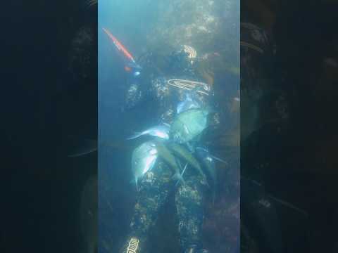 Une Bonne Partie De Pêche Aux Sars Epsealon Spearfishing Pesca Chassesousmarine Sar Peche 
