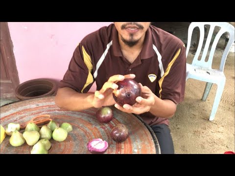 Kenali Buah Epal Susu / Chrysophylum cainito / Star Apple