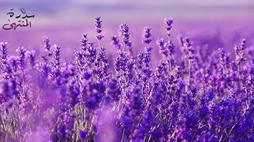 القارئ أحمد سعود - سورة الشمس