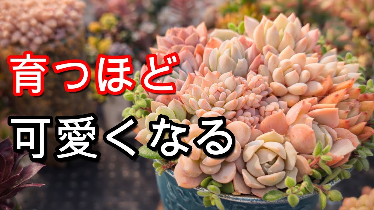 【多肉植物】【寄せ植え】育つほど可愛くなる。ブロウメアナで作る垂れ感デザイン