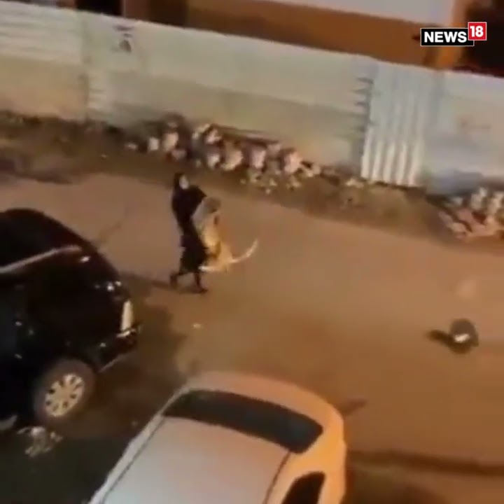 Viral Video Of Woman Carring Roaring Lion With Bare Hands; Internet Is Stunned | Trending | Shorts