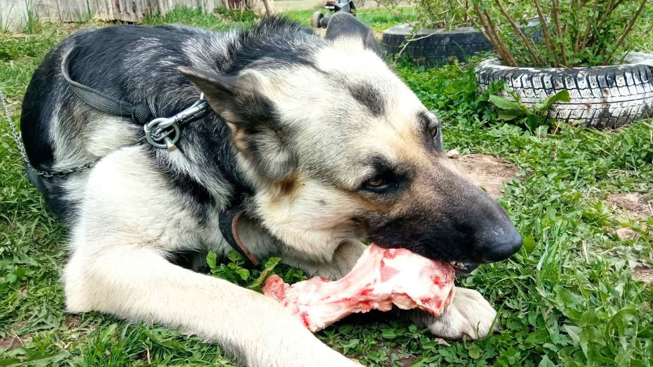 Угостила Делю мясной косточкой🐶🍗 Вот так прошел день рождения собаки ...