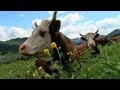 Agriculteurs à Hauteluce