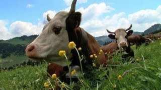 Agriculteurs à Hauteluce