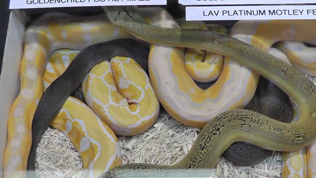 anaheim hotels Anaheim NARBC 2013 Part 2