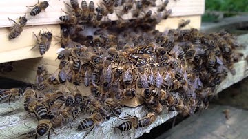 Honey Bees just moved into a Warre bee hive