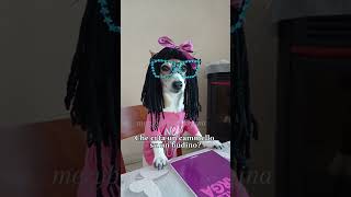 indovinelli 😂 #merybijouesciarpina #jackrussell #comedy #shorts #indovinelli