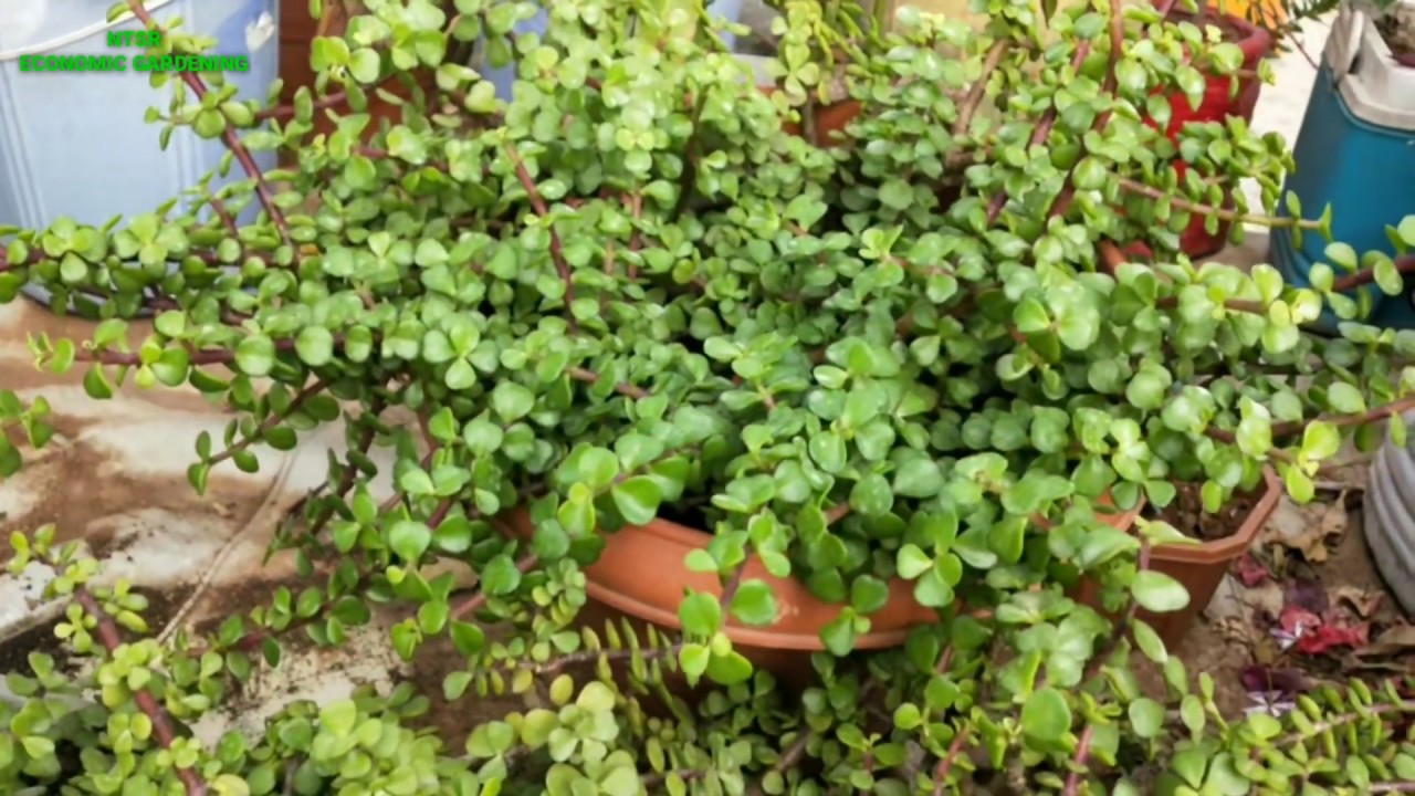 What are the reasons of leaf falls of Jade plant/ tree why jade plant