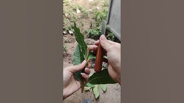 test dao ghép cây thép gió