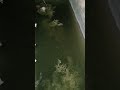| Built A Mini Pond For My guppies #shorts #guppyfishshorts #guppilover