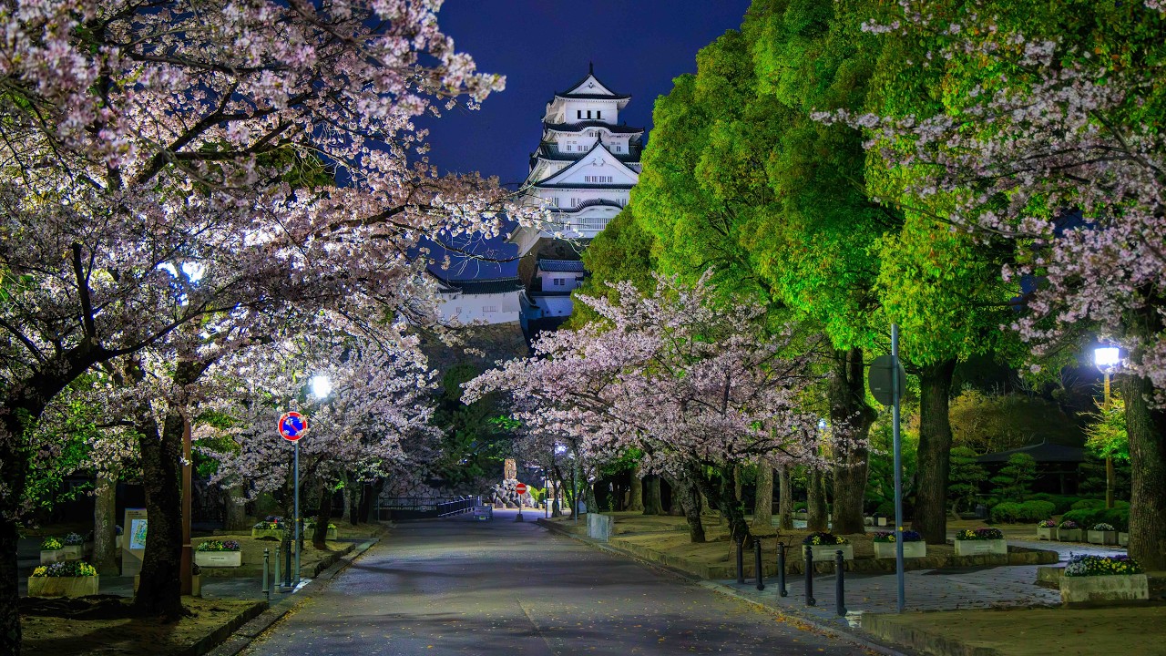 Dawn Walk at Himeji Castle in Full Bloom | Himeji, Japan 4K