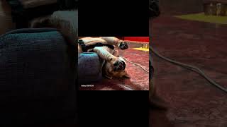 Celebrity what a playboy #dogs #shiba #shibainu #fyp #foru #cute #playboy Profile