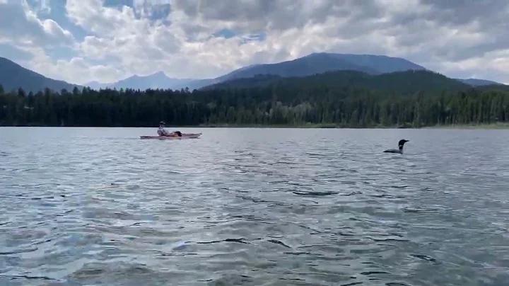 Loon on Lake Lillian