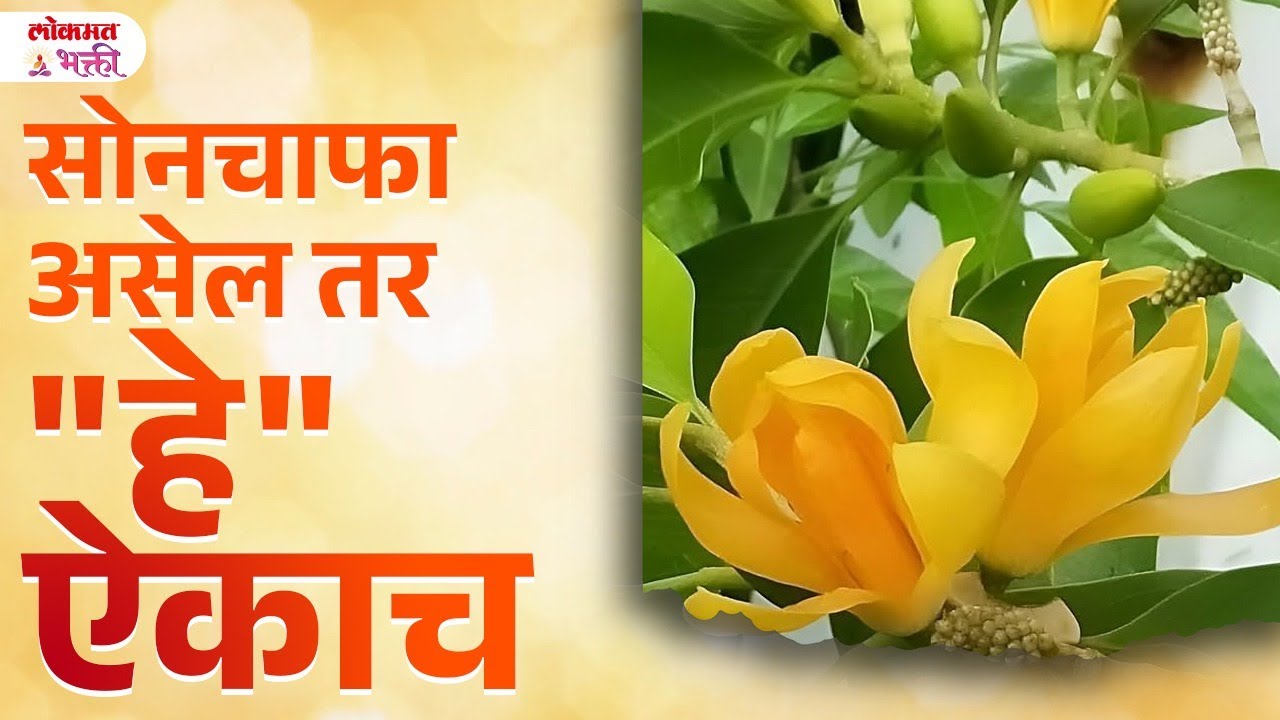 Sonchapha Tumachyakade Asel Tar Aika Tyache Fayade | Plant | KA3