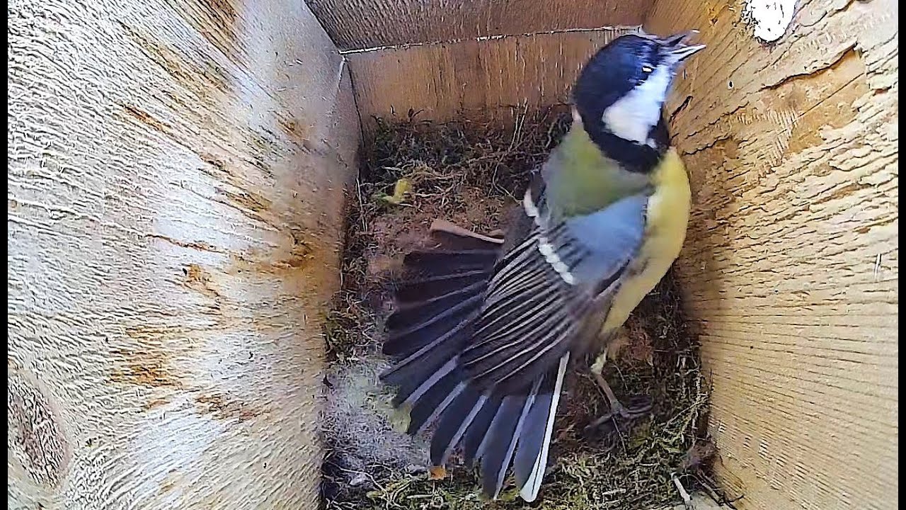 Grand Tit defending the nest