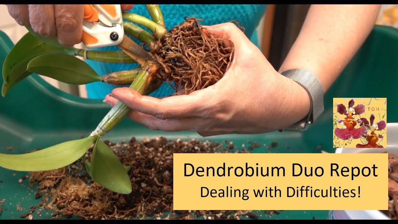 Repotting Two Dendrobium Orchids | Difficult Orchid Repotting | Orchid Cane Removal & Gnarly Roots!