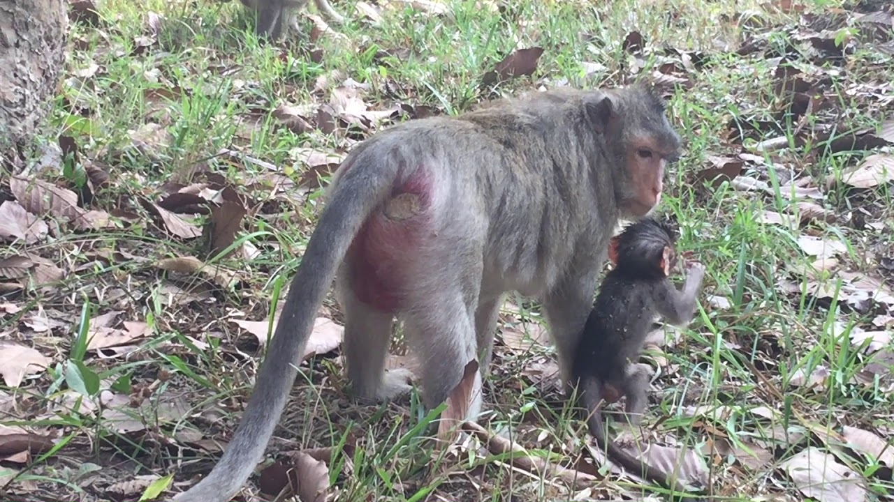 cute monkey pics Tesora monkey freastfeed for baby