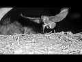 Great Horned Owl~Prey handover outside! Feeding in the night~1:38 AM 2022/02/27