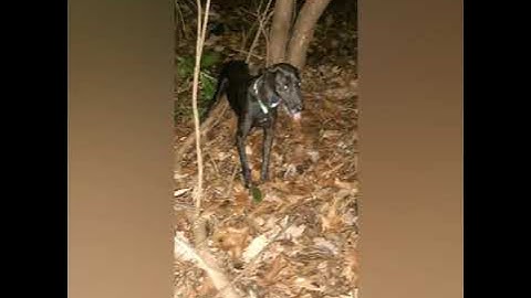 Coon hunting with Plotts and a Cur