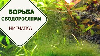 Борьба с водорослями. Часть 3. Нитчатка