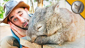 Pourquoi le wombat fait des crottes carré ?