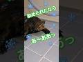 かめきちが粉雪を歌います#short#亀#ペット#可愛い#バズる#ウンキュウ#流行る#人気#turtle #爬虫類 #歌#面白い#爆笑#粉雪#熱唱#かめ