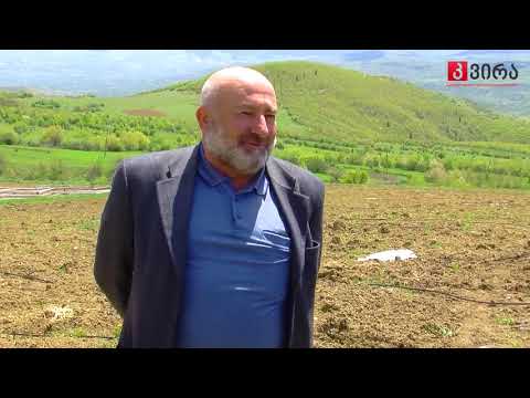 რა მოლოდინები აქვს კოოპერატივს, რომელმაც სახელმწიფოს დახმარებით 3 ჰა-ზე ჟოლო გააშენა