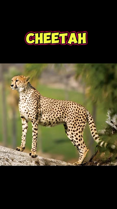 Beginilah hewan jika tanpa leher #misteri  #hewan  #aleftamuvidah