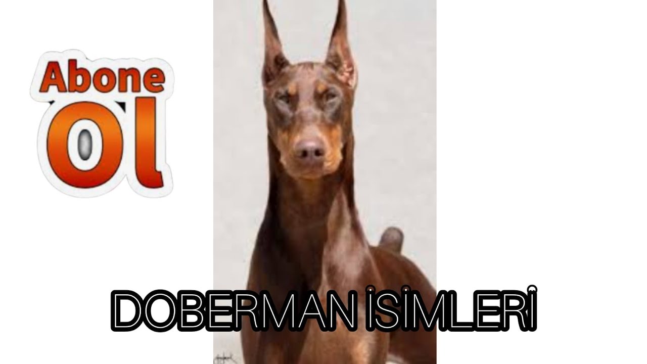 Doberman Isimleri Youtube