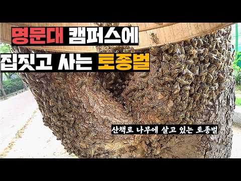 대학교 캠퍼스 중앙에 집짓고 목청 만들고 있던 고학력 토종벌들 데리고 오기