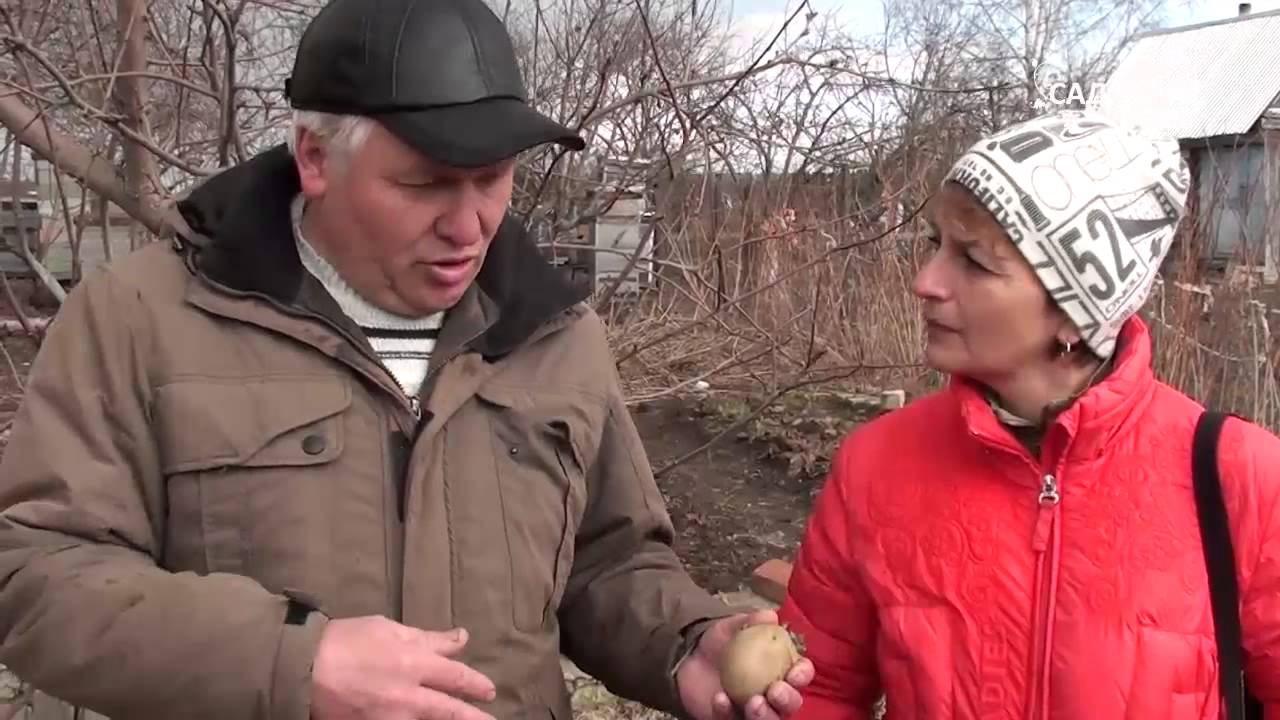 Как выращивать картофель. Часть 3 Посадка и уход. Сайт &quot;Садовый мир&quot;