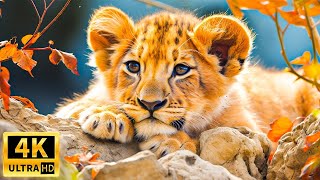 Baby Cute Animals 4K -Relaxing Music That Heals Stress, Anxiety, Depressive Conditions, Gentle Music