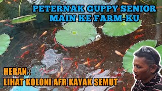 PERTAMA KALI LIHAT KOLONI AFR SEBANYAK INI😄