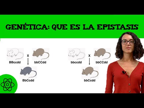 Video: ¿En la epistasis dominante la relación es?