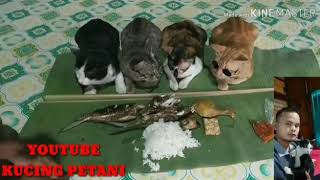 HAHAHA LUCU! Lihat kucing diceramahin sebelum makan pada nurut