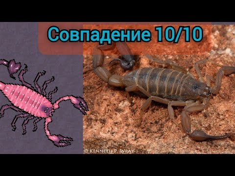 Видео: 4 ЗВЁЗДОЧНЫЙ *КРАСНЫЙ* СКОРПИОН в Pocket Ants