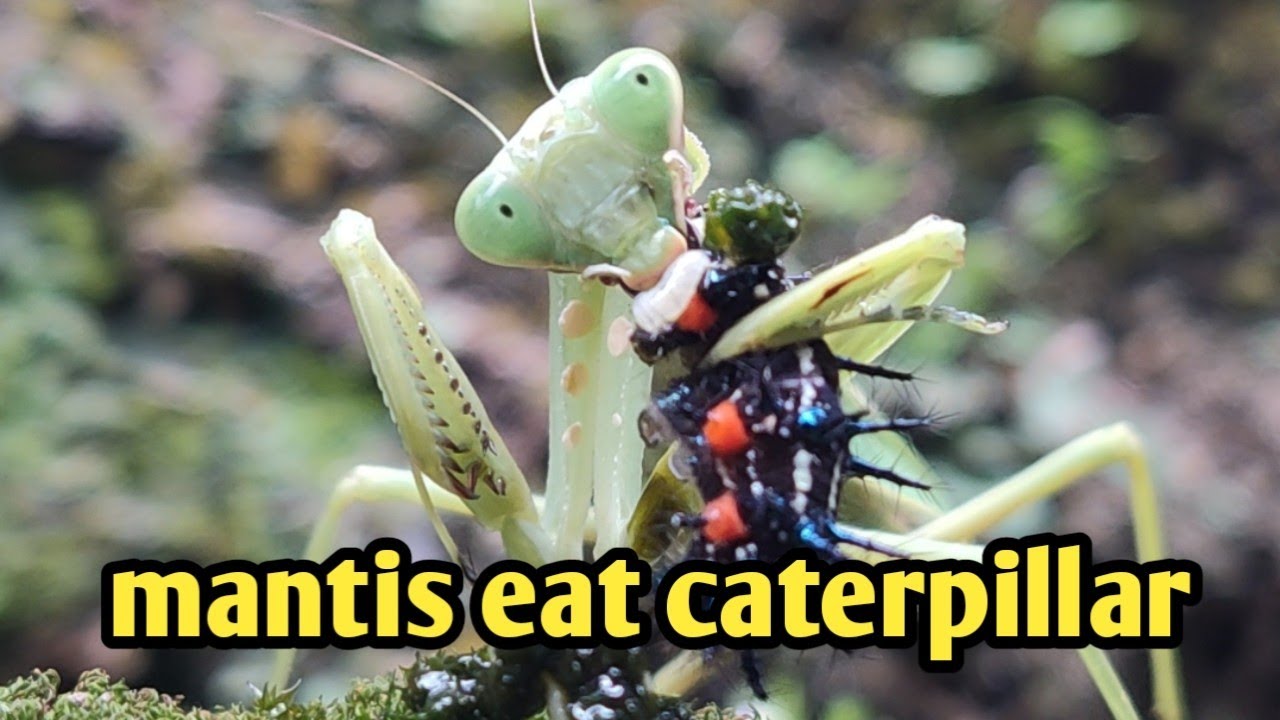 Mantis Warning Display thorn caterpillars that are food for praying mantis-{warning live ...