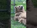 Bear at sanctuary appears to rest in her 'nest'