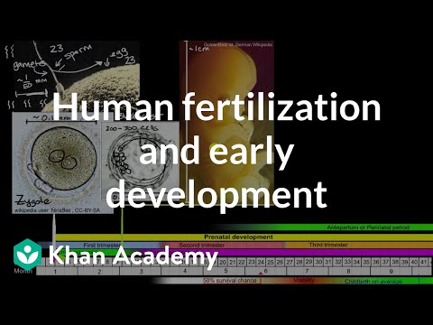 İnsanın mayalanması və erkən inkişaf | Orta məktəb biologiyası| Khan Academy