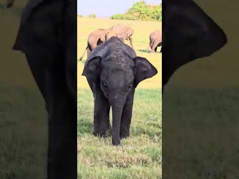 Baby elephnat #animals