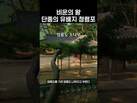 ‘왕과 사는 남자’가 떠올랐다…청령포ㅣ스크린 밖 진짜 왕의 유배지