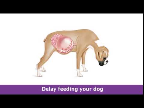 Video: Come prevenire e curare Dog Bloat o GDV