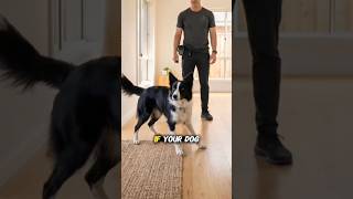 Train your dog at home before bad habits get worse #dogtraining #dogtips #doglover#dogshorts#shorts